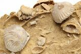 Miniature Fossil Cluster (Ammonites, Brachiopods) - France #212442-3
